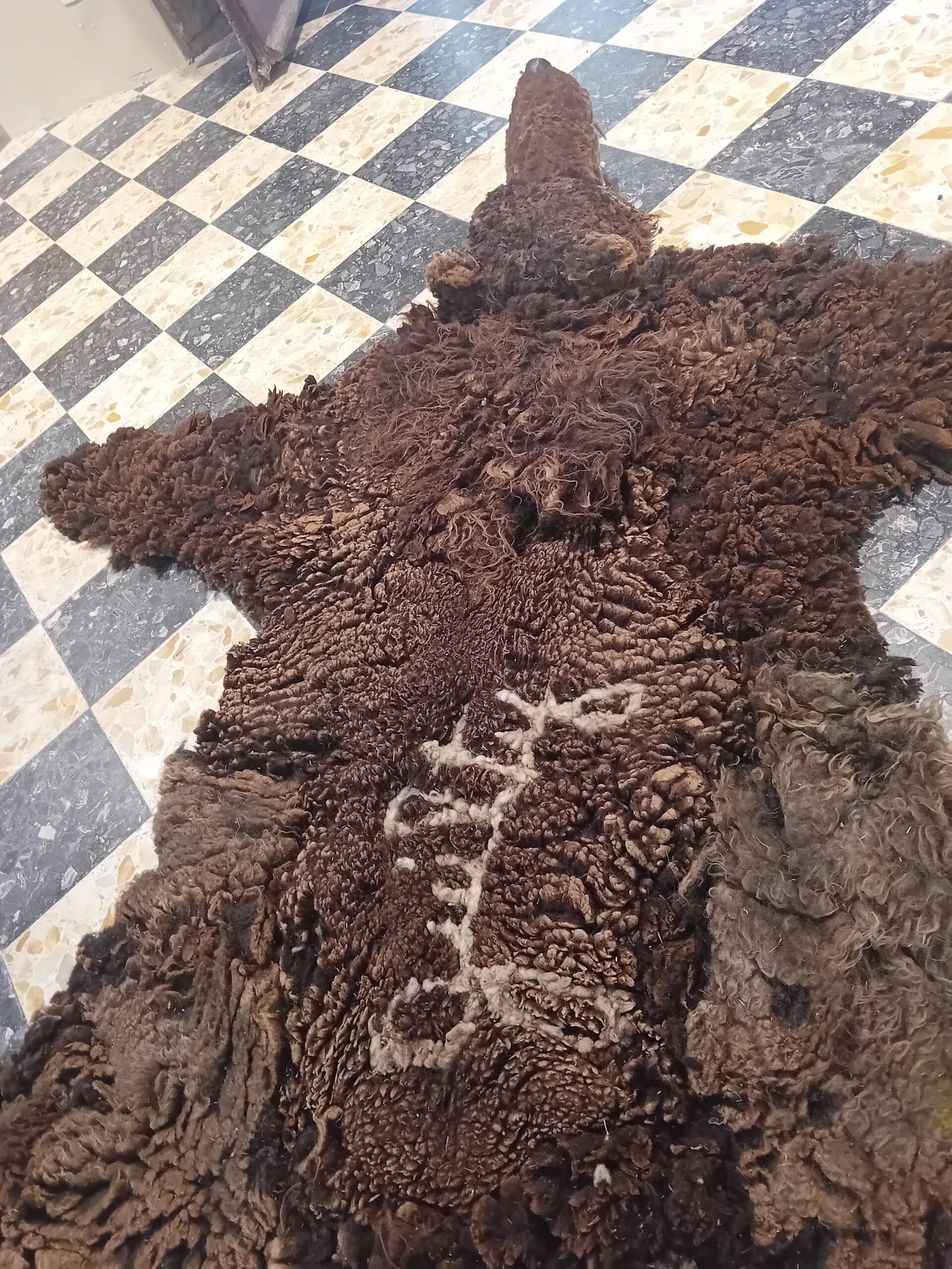 "Guilty", 2025 / Toisons de brebis, bois, crocs de boucher.